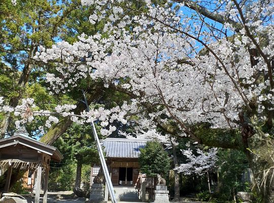 福岡市早良区野芥のエステサロンドルチェヴィータ★朔日参り！お花見で瞑想