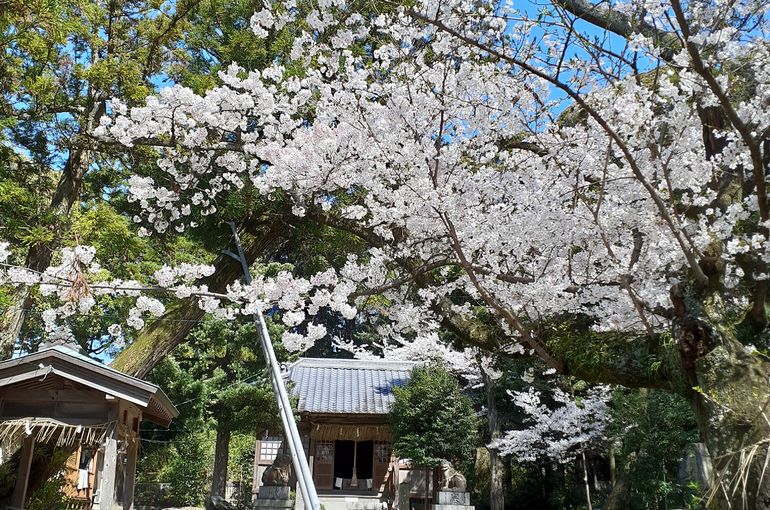福岡市早良区野芥のエステサロンドルチェヴィータ★朔日参り！お花見で瞑想