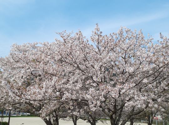 福岡市早良区野芥のエステサロンドルチェヴィータ★桜の花言葉とは？