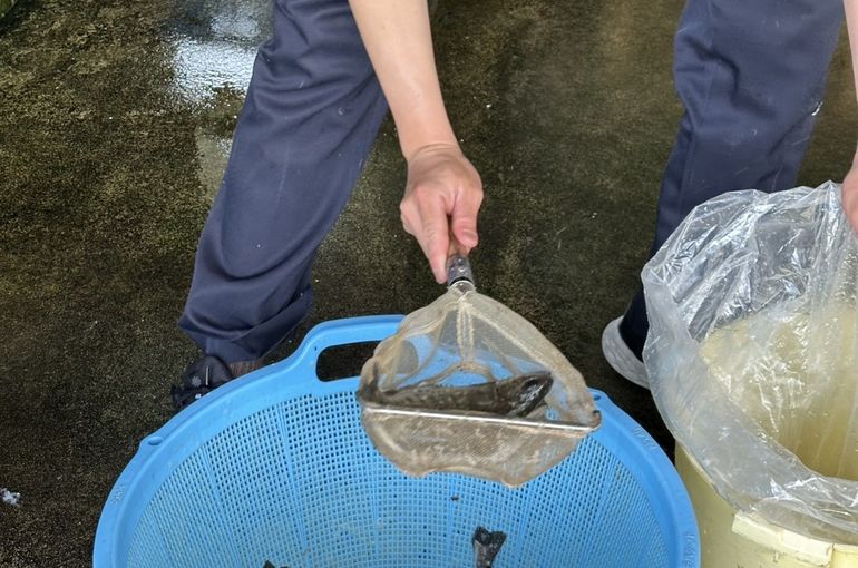 福岡市早良区ドルチェヴィータ★鯉ひろまつさんにて山女魚を購入