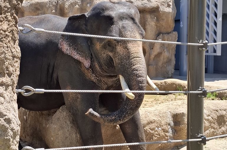 福岡市早良区ドルチェヴィータ★動植物園