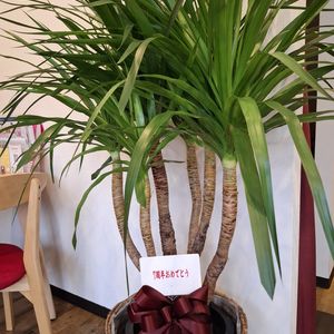 福岡市早良区ドルチェヴィータ★7周年のお祝いをありがとうございます！