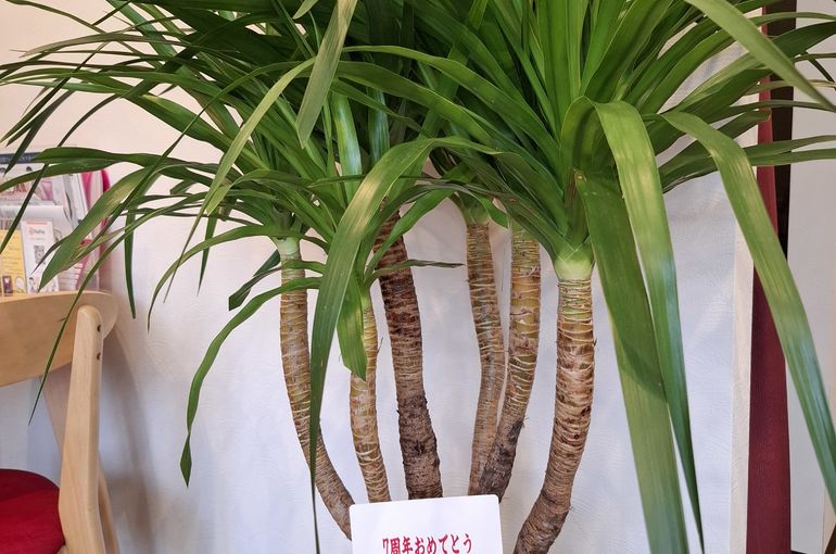 福岡市早良区ドルチェヴィータ★7周年のお祝いをありがとうございます！