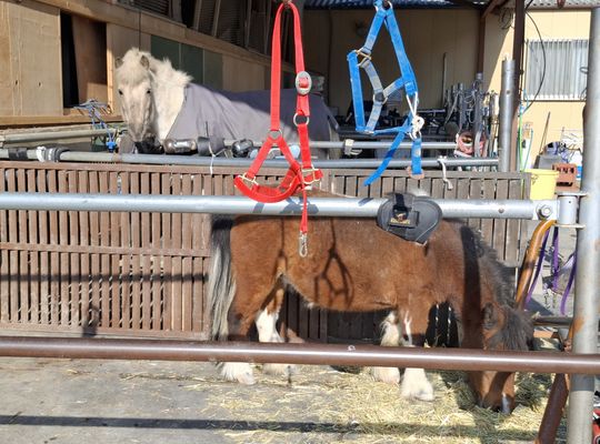 福岡市早良区ドルチェヴィータ★早良区東入部乗馬クラブ