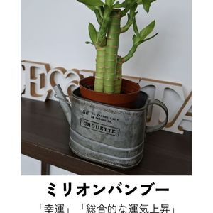 福岡市早良区【エステ】ドルチェヴィータ★幸運を呼ぶ観葉植物