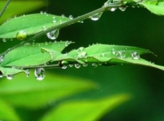 緑の葉に滴る雨
