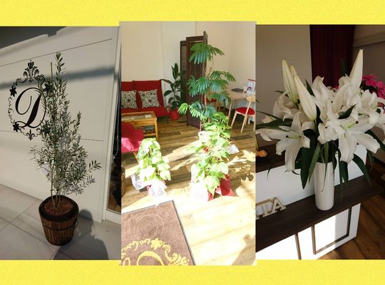 観葉植物、百合の花